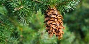 Read more about the article 5 Tips for Healthy Holidays